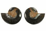 Cut/Polished Ammonite Fossil - Unusual Black Color #132536-1